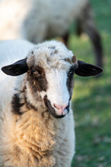 Close-up Portrait of a Sheep in Pasture

