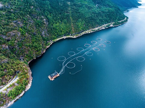 Farm salmon fishing in Norway