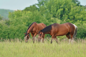 Obraz premium Twobrown hrorse graze on the meadow. 