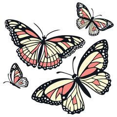  butterfly vector color designs 