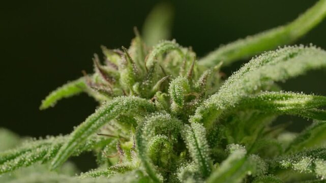 A close up of a marijuana plant with a frosty appearance. The plant is covered in a white powdery substance, giving it a somewhat eerie and mysterious appearance