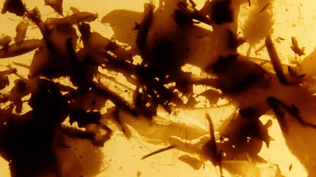 Flies, Dust, newspaper Scraps.  Abstract loopable animation. 35mm film