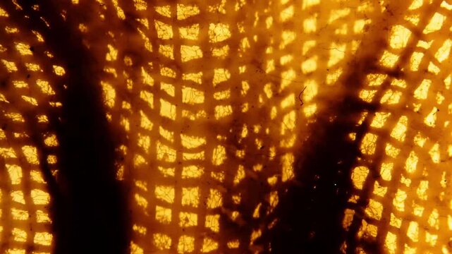 Old gauze mesh printed using the photogram method on 35mm film. Abstract loopable animation