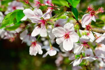 乙宝寺　きのとざくら（新潟県）
