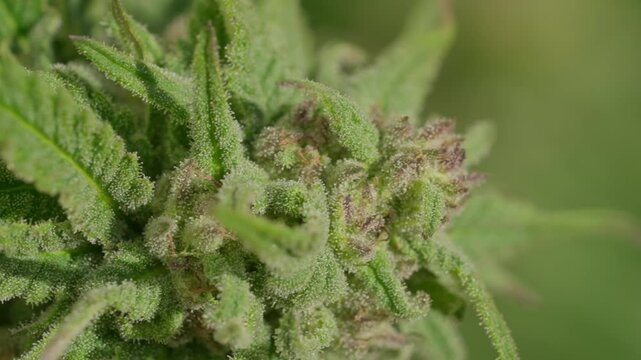 A close up of a marijuana plant with a fuzzy texture. The plant is green and has a spiky appearance