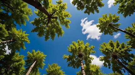 Fototapeta premium Sky and trees