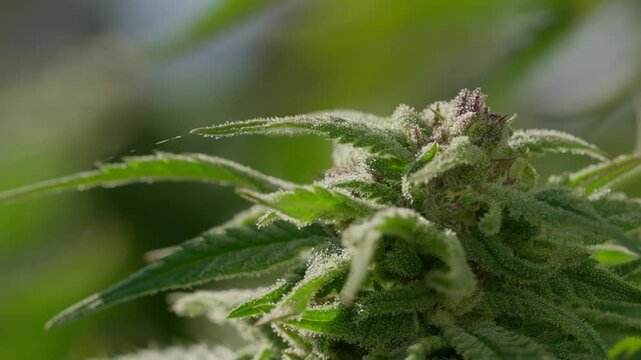 A close up of a marijuana plant with a lot of leaves and buds. The plant is green and has a fuzzy appearance