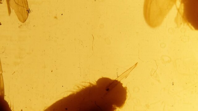 Swarm of flies, loopable animation. 35mm film 