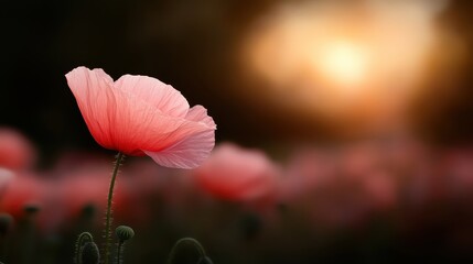 A stunning close-up of a pink poppy flower bathed in soft evening light, showcasing the intricate details of its petals against a dreamy background.