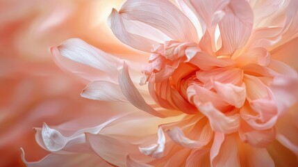 Obraz premium A close up of a pink flower with white petals