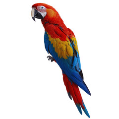 Fototapeta premium Macaw parrot isolated on transparent background