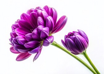 Obraz premium Delicate Purple Flowers with Vivid Veins on White Background - Minimalist Botanical Stock Photo