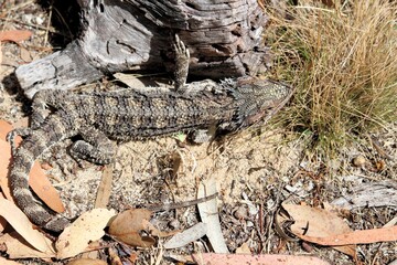 Close-up of juvenile Eastern Bearded Dragon (Pogona barbata) South Australia
