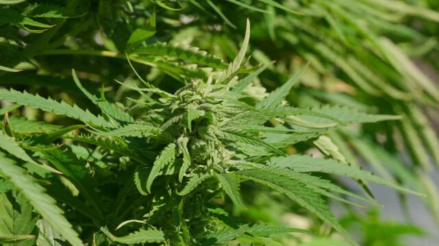 A marijuana plant with many leaves and buds is shown in the image. The leaves are green and the buds are white, giving the plant a lush and healthy appearance
