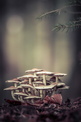 mushroom family in the woods