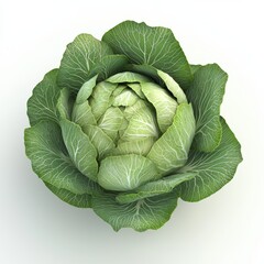 Fototapeta premium Fresh Green Cabbage with Lush Leaves on White Background