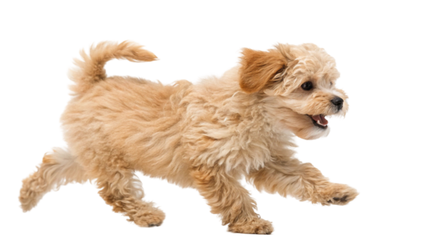 Maltipoo puppy isolated on transparent background