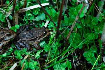 Closeup on spotted frogs in the pond