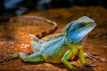 Closeup on the Chinese water dragon lizard