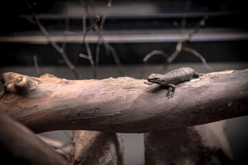 Cunningham's spiny-tailed skink baby