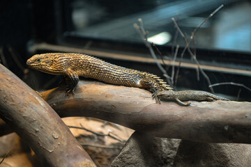 Cunningham spiny-tailed skink with babies at the zoo