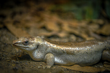 Closeup on the round island skink reptile