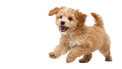 Maltipoo puppy isolated on transparent background