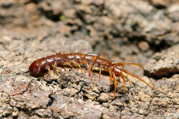 越冬場所を探して木の躯に首を突っ込む小型イシムカデ目ムカデ類（ストロボマクロ接写）