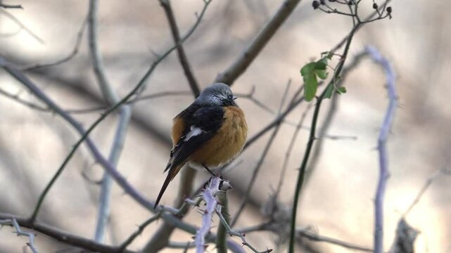 Beautiful and cute birds in Korea
한국의 아름답고 귀여운 새들
