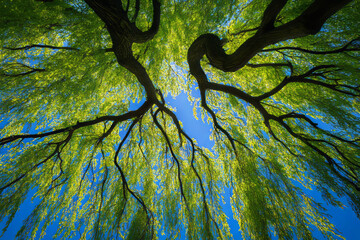 Looking up at the canopy of a willow tree, showcasing vibrant green leaves against a clear blue sky