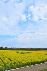 Fototapeta premium 長池憩いの森公園の菜の花（新潟県）