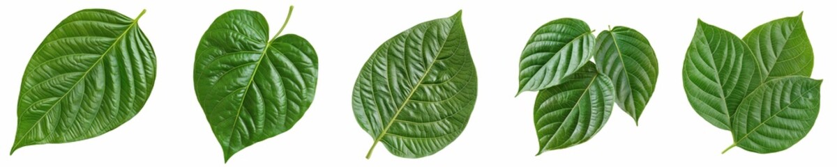 Obraz premium Sustainable. Green leaves with varying textures arranged in a row against a transparent background.