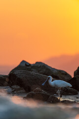 A black-faced spoonbill foraging on the coast in the morning sun.