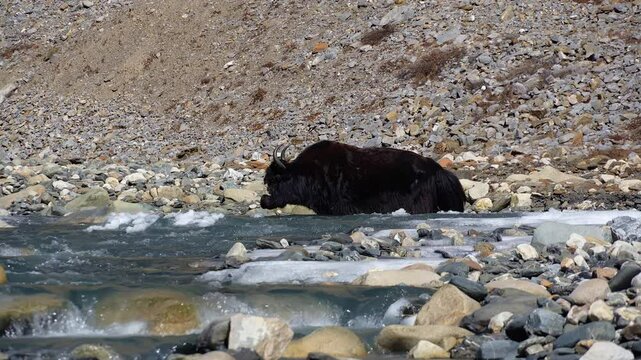 Manaslu, Nepal: A yak in the wilderness along the trail along the Manaslu circuit near Samdo in the Himalayas in Nepal. 