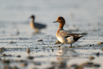 A Eurasian wigeon on the beach.