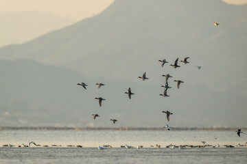 Various migratory birds are flying over the sea.