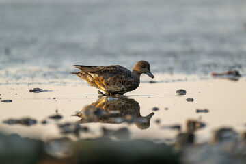 A Eurasian wigeon on the beach.