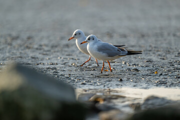 Two seagulls walking side by side on the beach
