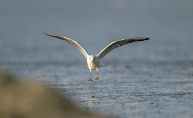 A seagull flying towards us.