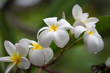 Detalle de flores tropicales coloridas