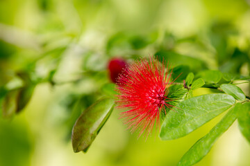 Detalle de flores tropicales coloridas