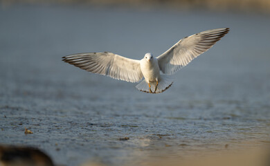 Seagulls flying towards us.