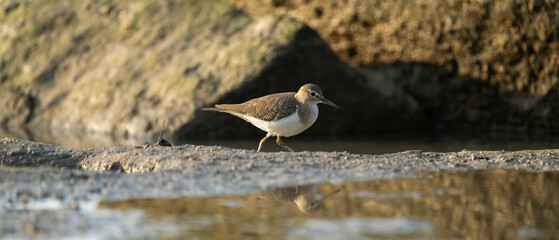 A Common Sandpiper is walking on the rocky beach.