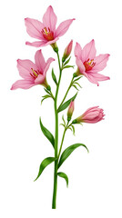 Illustration of pink bellflowers with bright green stems and leaves, done in botanical style, isolated on white background.