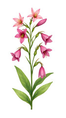 Fototapeta premium Illustration of pink bellflowers with bright green stems and leaves, done in botanical style, isolated on white background.