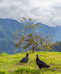 Two Colombian black vultures in the wild. Andes Mountains. Tierradentro, Inza, Cauca, Colombia.