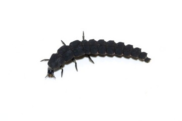Close-up of Common Glow-Worm Larva on White Background, Lampyris noctiluca