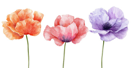 Acuarela representando tres flores amapolas de colores  morado, rosa y naranja, simétricas y  una junto a las otras, sobre fondo blanco