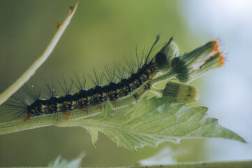 caterpillar on a leaf