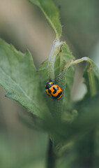 ladybug on leaf